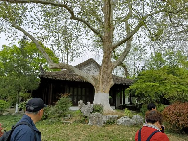 雞鳴寺嘅香火同櫻花