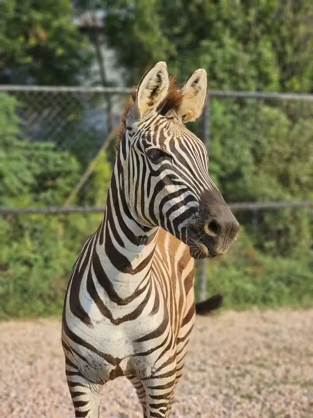 湖州龍之夢動物世界 | 沉浸式親子遊&動物探秘指南