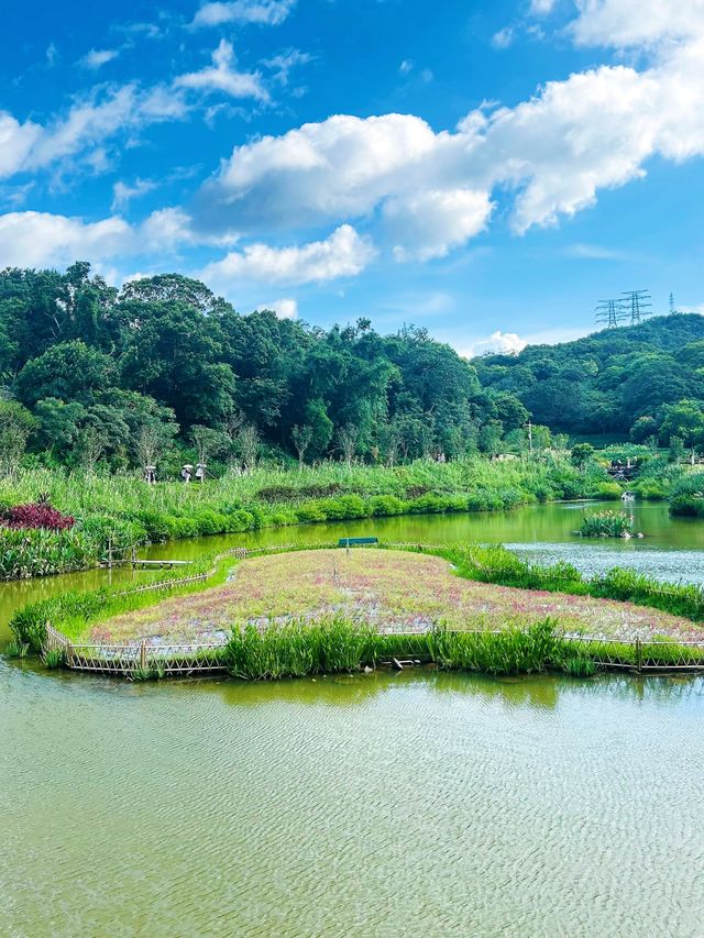 深圳公園天花板恩上濕地公園全攻略