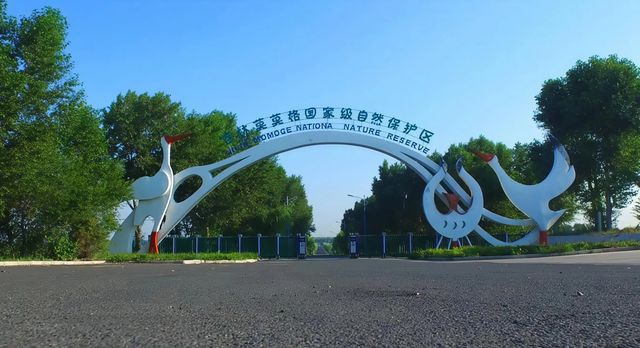 震撼！莫莫格濕地保姆級攻略｜與白鶴共舞的生態天堂