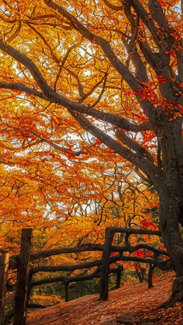 中國紅葉第一山！光霧山賞秋攻略，避開人潮拍大片