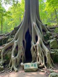 黃果樹瀑布到底有多壯觀？這份精華打卡攻略速收！