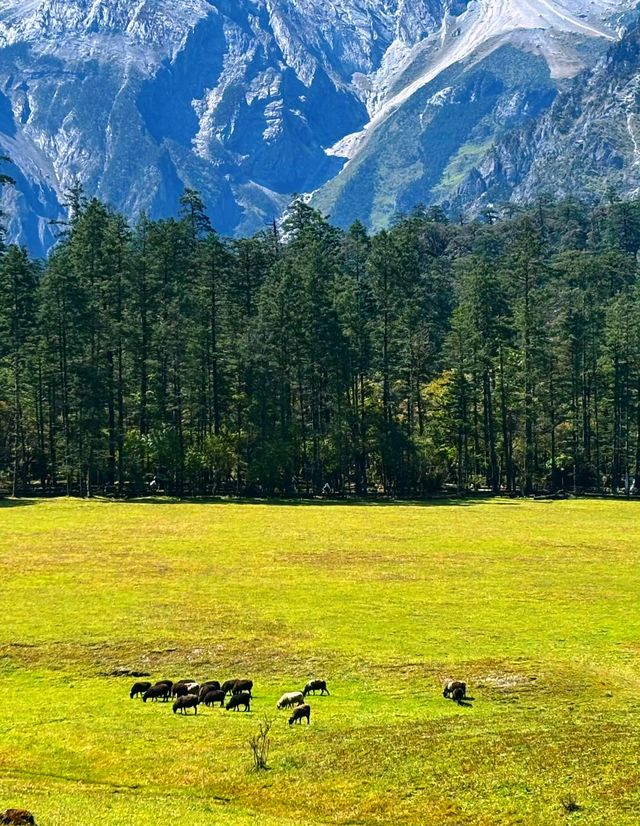雲杉坪藍月谷打卡必去地
