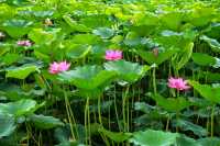 一湖碧葉舞神韻，萬朵荷花向日嬌