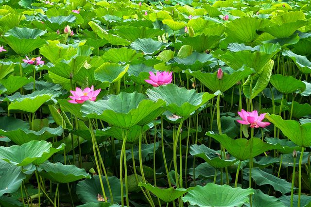 一湖碧葉舞神韻，萬朵荷花向日嬌