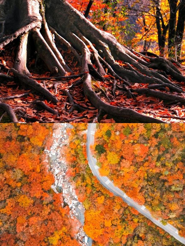 藏在四川的紅葉秘境！亞洲最大賞秋地，現在去正當時