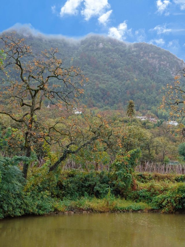 武漢2h直達！中國甜柿第一村，秋天就該這麼玩