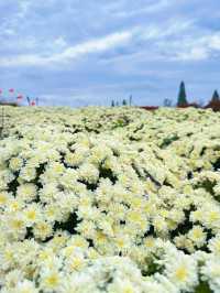 淮安白馬湖公園的菊花展
