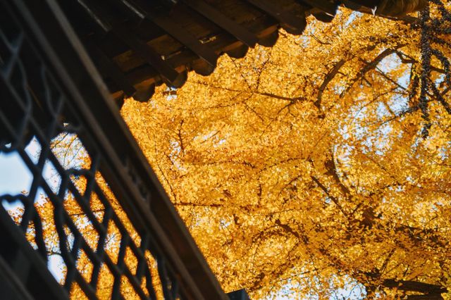 秋遊禪寺秘境,觀大唐盛世 秋遊禪寺秘境,觀大唐盛世
