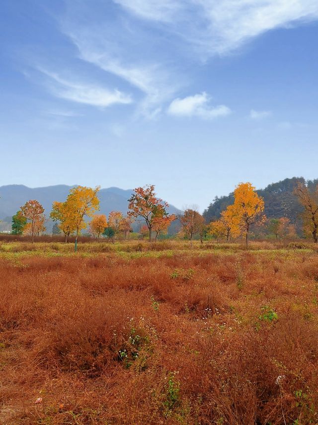 水上紅葉、晨霧牧牛，秋季必打卡的天堂