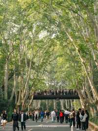 南京3日賞秋攻略看這一篇就夠了