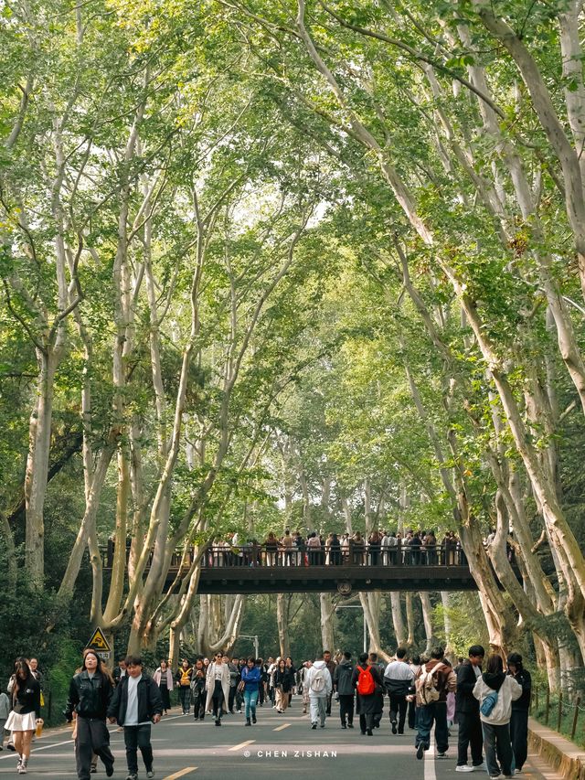 南京3日賞秋攻略看這一篇就夠了