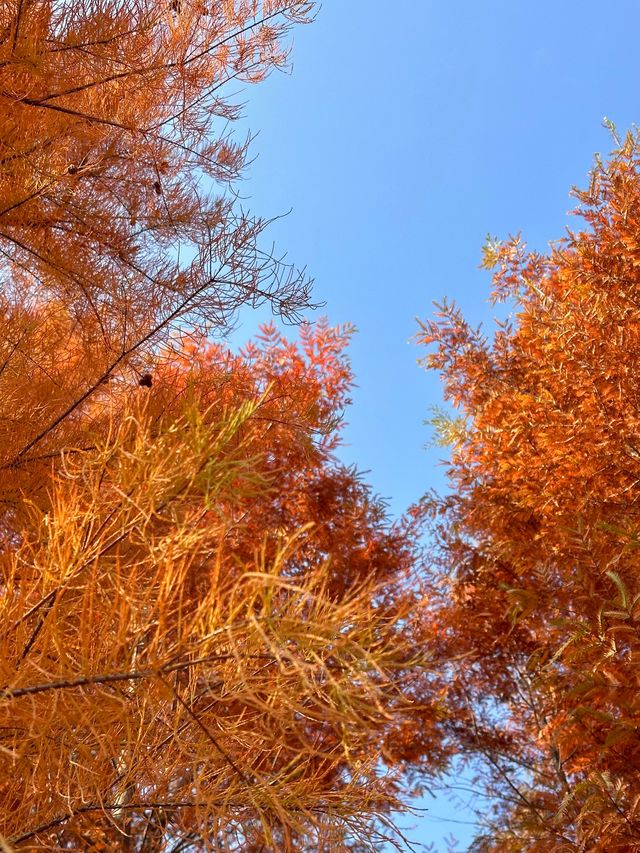 已經開始期待深秋的紹興了！「附地址」