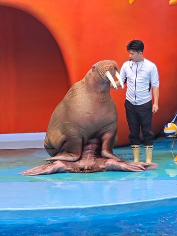 深圳海底世界必打卡~小梅沙海洋館 深圳海底世界必打卡~小梅沙海洋館