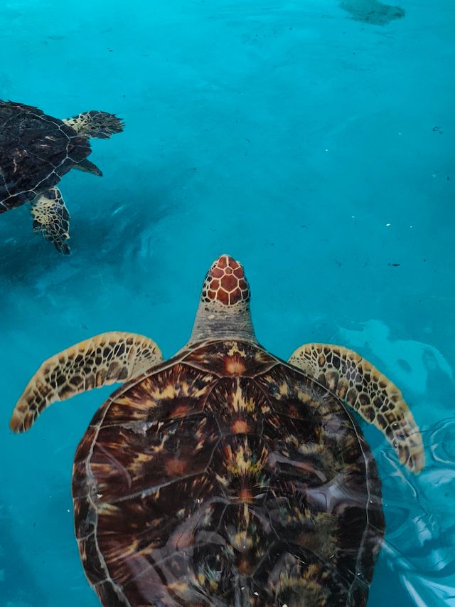 永泰歐樂堡福州版海洋王國 永泰歐樂堡福州版海洋王國