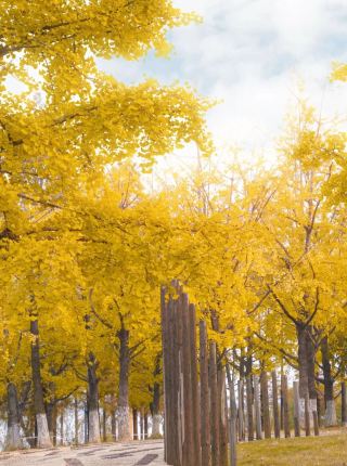 จุดหมายต่อไปในฉางซาจะงดงามตระการตาจนแทบลืมหายใจ! นี่คือคู่มือการชมต้นแปะก๊วยและต้นเรดวูดยามเช้า