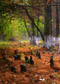 秋日艾溪湖楓葉大片