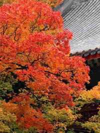 北京的香山紅葉紅了