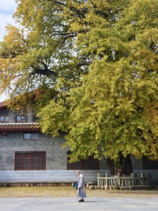 Embark on a millennium-long appointment to enjoy the stunning autumn scenery of a secluded paradise