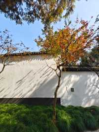 醉白池公園,白牆黛瓦間,一樹火紅的烏桕,絕美