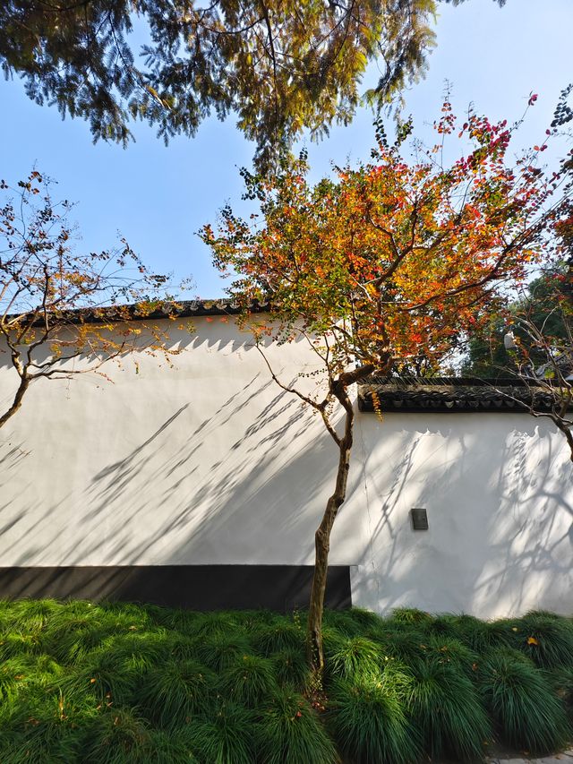 醉白池公園,白牆黛瓦間,一樹火紅的烏桕,絕美 醉白池公園,白牆黛瓦間,一樹火紅的烏桕,絕美