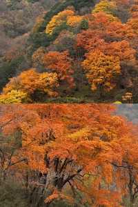 留壩紅葉打卡攻略