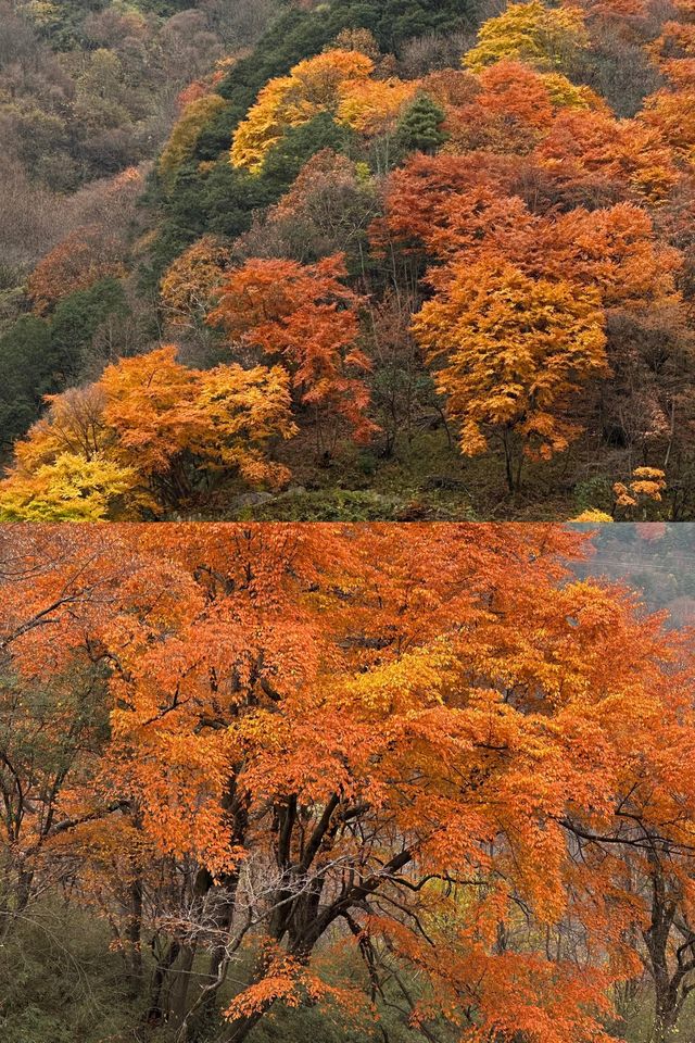 留壩紅葉打卡攻略