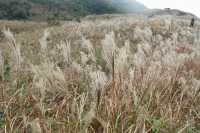 香港大東山,秋日芒草的夢幻之旅!