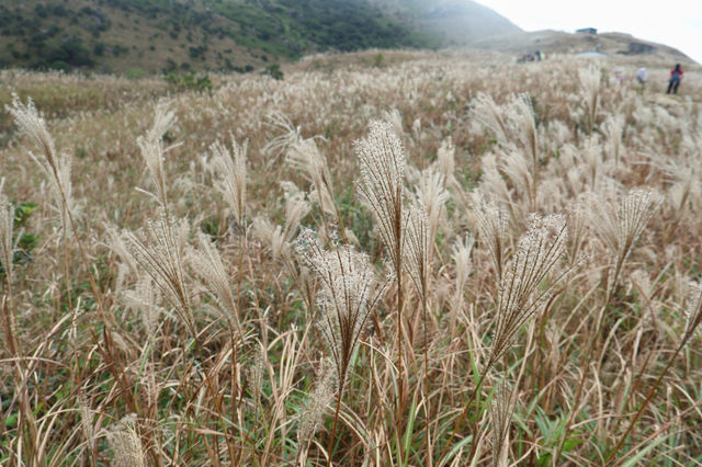 香港大東山,秋日芒草的夢幻之旅! 香港大東山,秋日芒草的夢幻之旅!