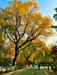 赴一場萬柳塘公園的秋日之約