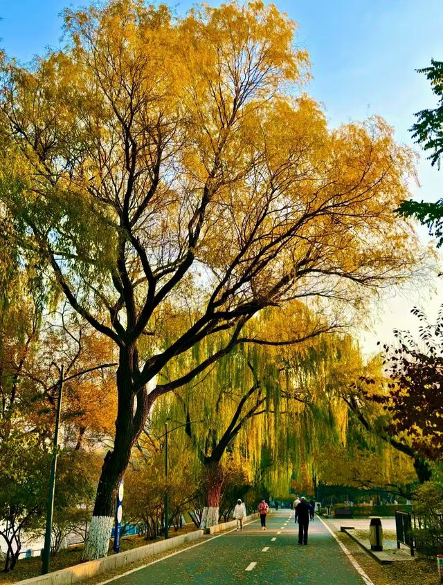 赴一場萬柳塘公園的秋日之約