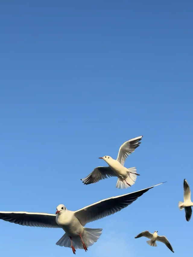 大草原與鋼鐵之城的碰撞！包頭3大必打卡地標暴走指南
