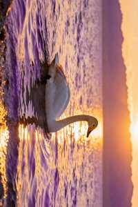 賽里木湖的藍，直接封神！｜每一幀都是視覺洗禮