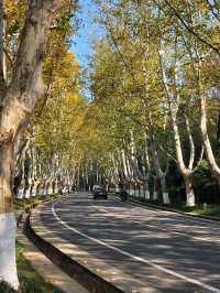 南京秋日City Walk！這幾個地方一定要打卡