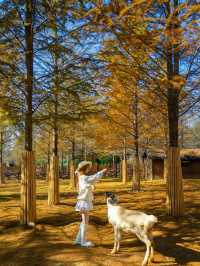 宜興這的秋天 建議去這裡