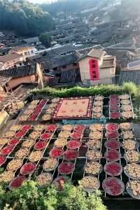 沉浸800年古村的曬秋畫卷與人間煙火
