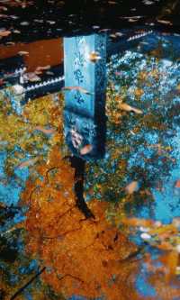 南京靈谷寺賞秋秘境