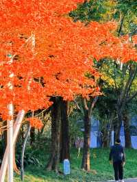 上海黃浦南園遊玩全攻略來了!!!