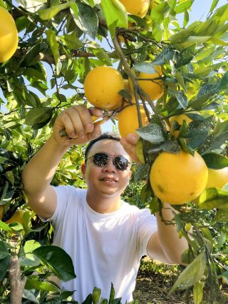 Visiting Guangdong Province's Only "Navel Orange Hometown" - Pingyuan County
