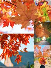 陽澄湖楓葉真的美到窒息超詳細攻略來啦 深秋的蘇州 簡直是人間天堂 除了人山人海的天