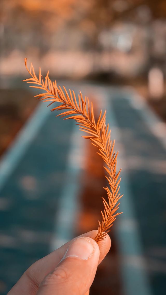 泉州秋日限定落羽杉紅了!這抹金黃必打卡 泉州秋日限定落羽杉紅了!這抹金黃必打卡