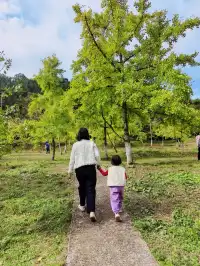 替大家去南雄踩點,銀杏青黃不接過幾天再去