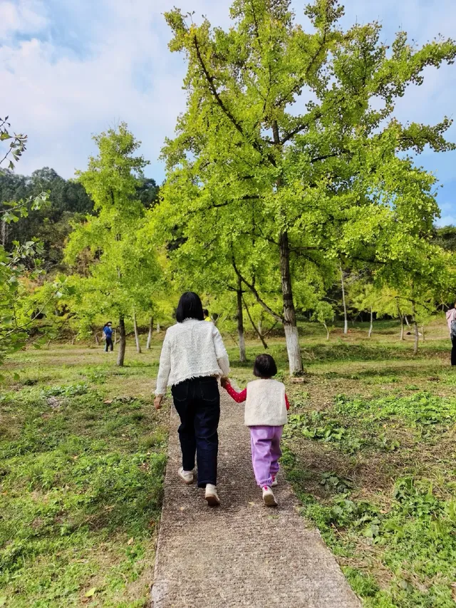 替大家去南雄踩點,銀杏青黃不接過幾天再去 替大家去南雄踩點,銀杏青黃不接過幾天再去