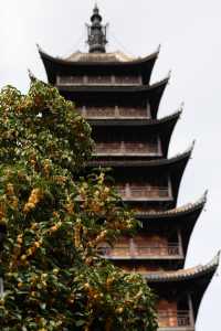 常熟方塔園賞桂攻略 這抹金黃香醉了整個秋天