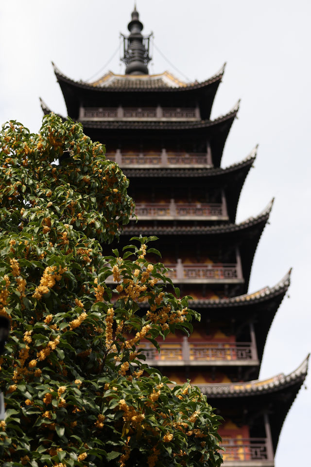 常熟方塔園賞桂攻略 這抹金黃香醉了整個秋天