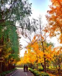 崇明島明珠湖｜秋日私藏的金色童話秘境！