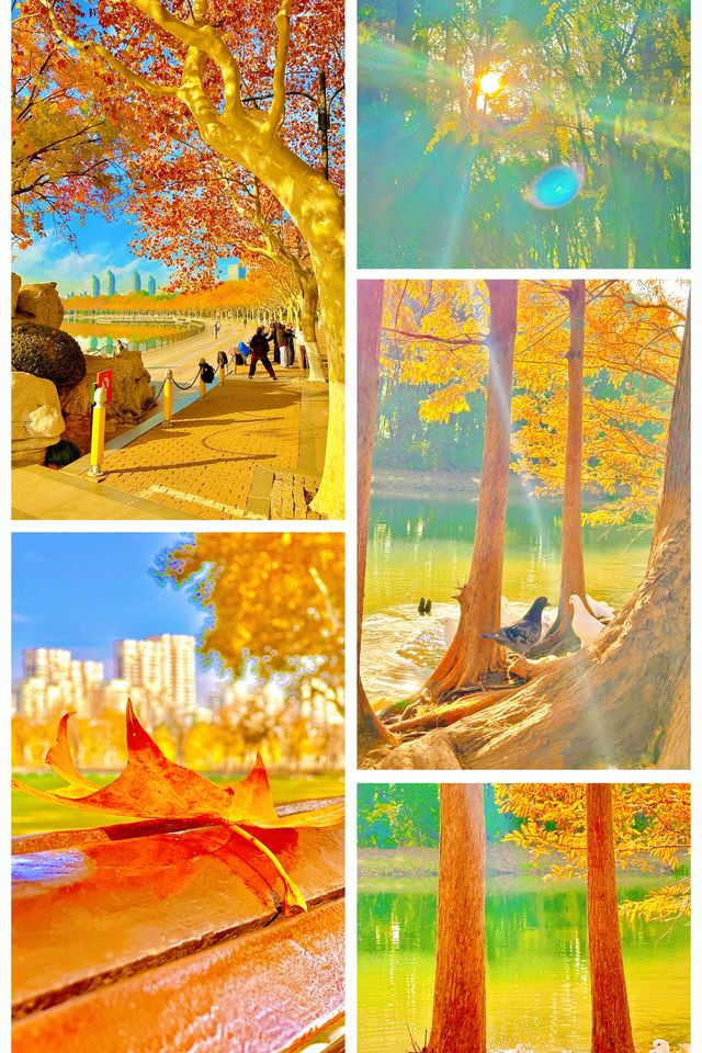 梧桐金雨絕絕子！世紀公園秋日限定攻略