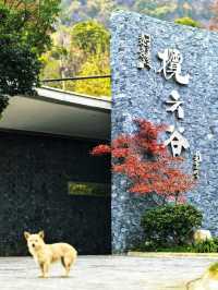 宜興神仙酒店！懸崖房+寵物友好！住到不想走