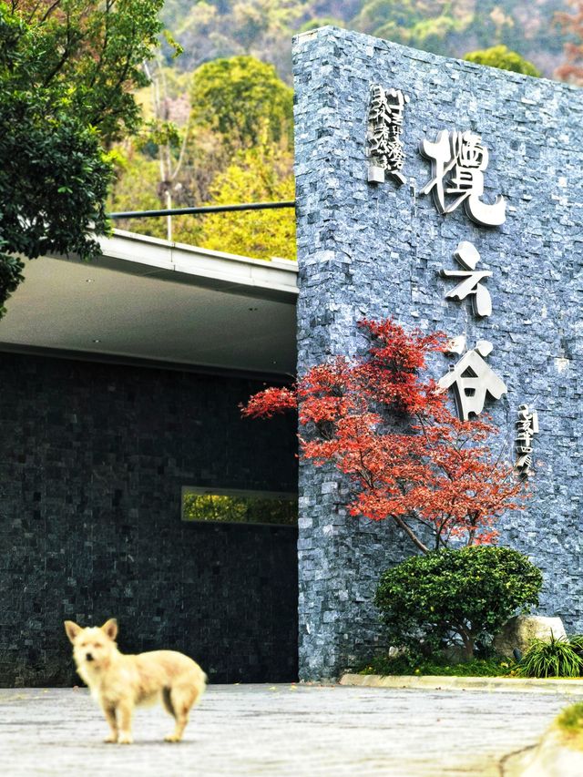 宜興神仙酒店！懸崖房+寵物友好！住到不想走