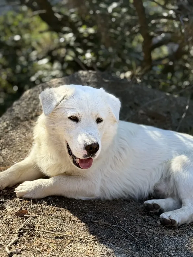 九華山偶遇的狗向導,超有靈性 九華山偶遇的狗向導,超有靈性